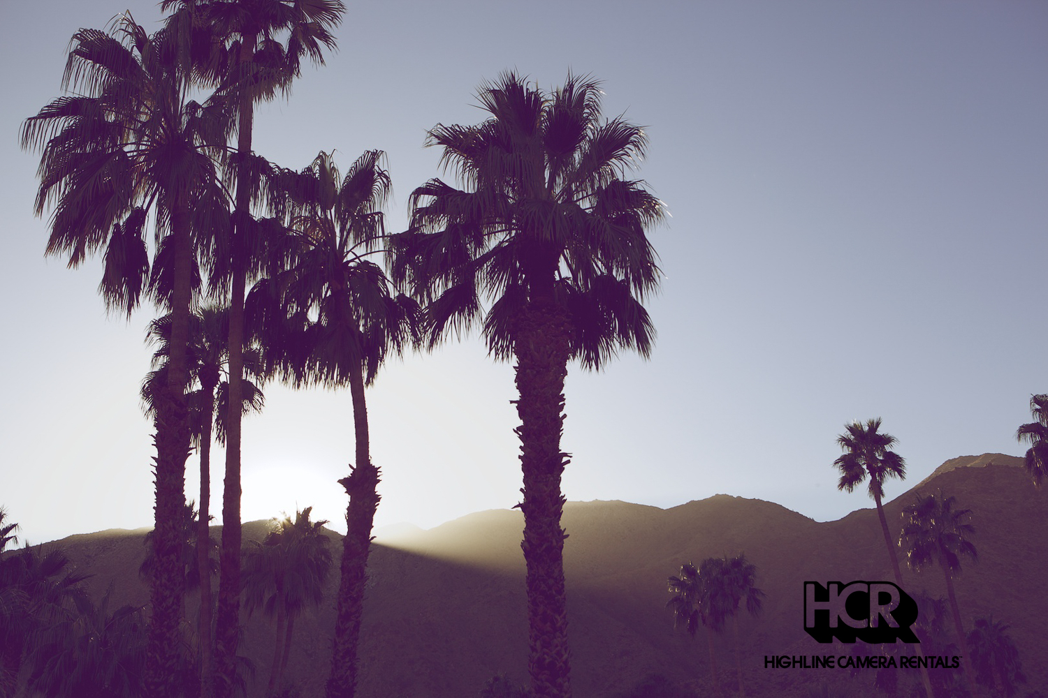 Palm trees staging for Los Angeles film production